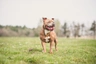 Staffordshire Bull Terrier Dogs Razza - Prezzo, Temperamento & Foto | AnnunciAnimali