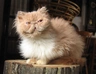 Česká kadeřavá kočka Cats Informace - velikost, povaha, délka života & cena | iFauna