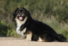 Tibetaanse Spaniel Dogs Ras: Karakter, Levensduur & Prijs | Puppyplaats