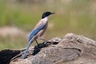 Straka modrá Birds Informace - velikost, povaha, délka života & cena | iFauna