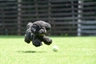 Pudl toy Dogs Informace - velikost, povaha, délka života & cena | iFauna
