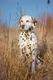 Dalmatian Dogs Breed - Information, Temperament, Size & Price | Pets4Homes