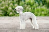 Bedlington teriér Dogs Informace - velikost, povaha, délka života & cena | iFauna