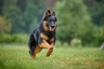 Chodský pes Dogs Informace - velikost, povaha, délka života & cena | iFauna