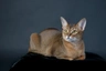 Abyssinian Cats Breed - Information, Temperament, Size & Price | Pets4Homes