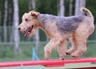 Lakeland Terriër Dogs Ras: Karakter, Levensduur & Prijs | Puppyplaats