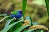 Amada zelenomodrá Birds Plemeno / Druh: Povaha, Délka života & Cena | iFauna