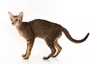 Oriental de Pelo Corto Cats Raza - Características, Fotos & Precio | MundoAnimalia