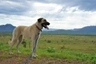 Anatolian Shepherd Dogs Breed - Information, Temperament, Size & Price | Pets4Homes