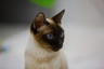 Toybob Cats Breed - Information, Temperament, Size & Price | Pets4Homes