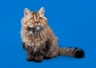 Selkirk Rex Cats Informace - velikost, povaha, délka života & cena | iFauna