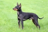 English Toy Terrier Dogs Breed | Facts, Information and Advice | Pets4Homes