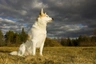 Norbotenský špic Dogs Informace - velikost, povaha, délka života & cena | iFauna