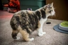 Manská kočka Cats Plemeno / Druh: Povaha, Délka života & Cena | iFauna