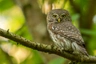 Kulíšek nejmenší Birds Informace - velikost, povaha, délka života & cena | iFauna