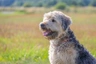 Soft coated wheaten teriér Dogs Informace - velikost, povaha, délka života & cena | iFauna