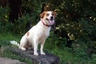 Kromfohrlander Dogs Breed - Information, Temperament, Size & Price | Pets4Homes