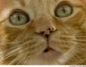 Evropská krátkosrstá kočka  Cats Informace - velikost, povaha, délka života & cena | iFauna