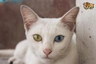 Khao Manee Cats Raza - Características, Fotos & Precio | MundoAnimalia