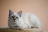 Sagrado de Birmania Cats Raza - Características, Fotos & Precio | MundoAnimalia