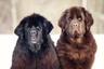 Terranova Dogs Raza - Características, Fotos & Precio | MundoAnimalia