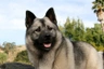 Noorse Elandhond Dogs Ras: Karakter, Levensduur & Prijs | Puppyplaats