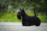 Scottish Terrier Dogs Raza - Características, Fotos & Precio | MundoAnimalia