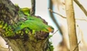 Alexandr dlouhoocasý Birds Informace - velikost, povaha, délka života & cena | iFauna