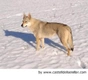 Lupo Cecoslovacco Dogs Razza | Carattere, Prezzo, Cuccioli, Cure e Consigli | AnnunciAnimali