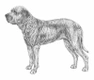 Fila Brasileiro Dogs Razza | Carattere, Prezzo, Cuccioli, Cure e Consigli | AnnunciAnimali