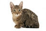 Serengeti Cats Breed | Facts, Information and Advice | Pets4Homes
