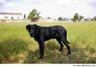 Ca de Bestiar - Perro de Pastor Mallorquín Dogs Raza - Características, Fotos & Precio | MundoAnimalia