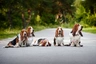 Basset Hound Dogs Razza - Prezzo, Temperamento & Foto | AnnunciAnimali