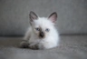 Siamská kočka Cats Informace - velikost, povaha, délka života & cena | iFauna