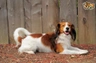 Kooikerhondje Dogs Ras: Karakter, Levensduur & Prijs | Puppyplaats