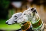 Greyhound Ras | Feiten & Karekter | Puppyplaats