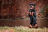 Rottweiler Dogs Ras: Karakter, Levensduur & Prijs | Puppyplaats