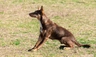 Australian Kelpie Dogs Breed | Facts, Information and Advice | Pets4Homes