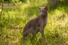 Oriental de Pelo Corto Cats Raza - Características, Fotos & Precio | MundoAnimalia
