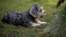 Dandie Dinmont Terriër Dogs Ras: Karakter, Levensduur & Prijs | Puppyplaats