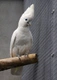 Kakadu šalomounský Birds Informace - velikost, povaha, délka života & cena | iFauna