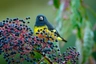 Čížek černožlutý Birds Informace - velikost, povaha, délka života & cena | iFauna