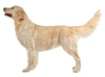 Golden Retriever Dogs Ras: Karakter, Levensduur & Prijs | Puppyplaats