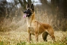 Mechelse Herder Dogs Ras: Karakter, Levensduur & Prijs | Puppyplaats
