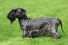 Cesky Terrier Dogs Breed - Information, Temperament, Size & Price | Pets4Homes