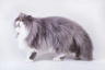 Persian Cats Breed | Facts, Information and Advice | Pets4Homes