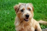 Norfolský teriér Dogs Informace - velikost, povaha, délka života & cena | iFauna