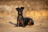 Manchester Terriër Dogs Ras: Karakter, Levensduur & Prijs | Puppyplaats