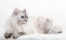American Curl Cats Breed - Information, Temperament, Size & Price | Pets4Homes