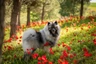 Keeshond Dogs Breed | Facts, Information and Advice | Pets4Homes
